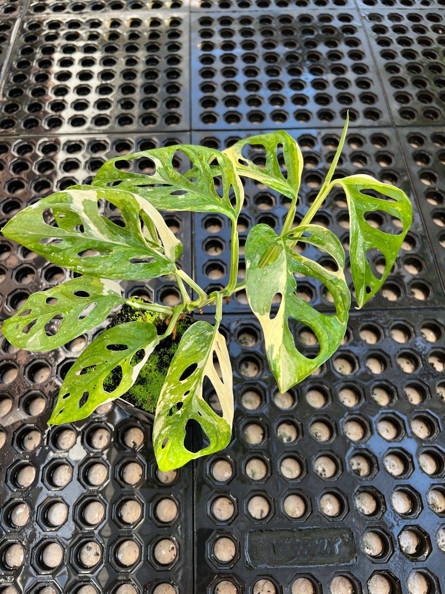 Monstera adansonii “Tricolor” LC