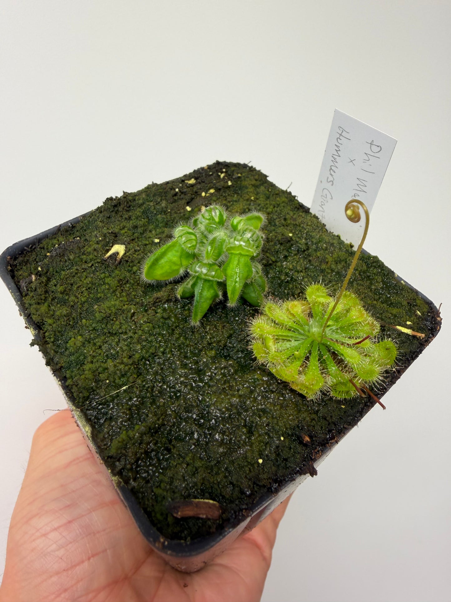 Cephalotus follicularis “Phil Mann” x “Hummers Giant”