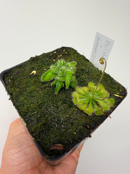 Cephalotus follicularis “Phil Mann” x “Hummers Giant”