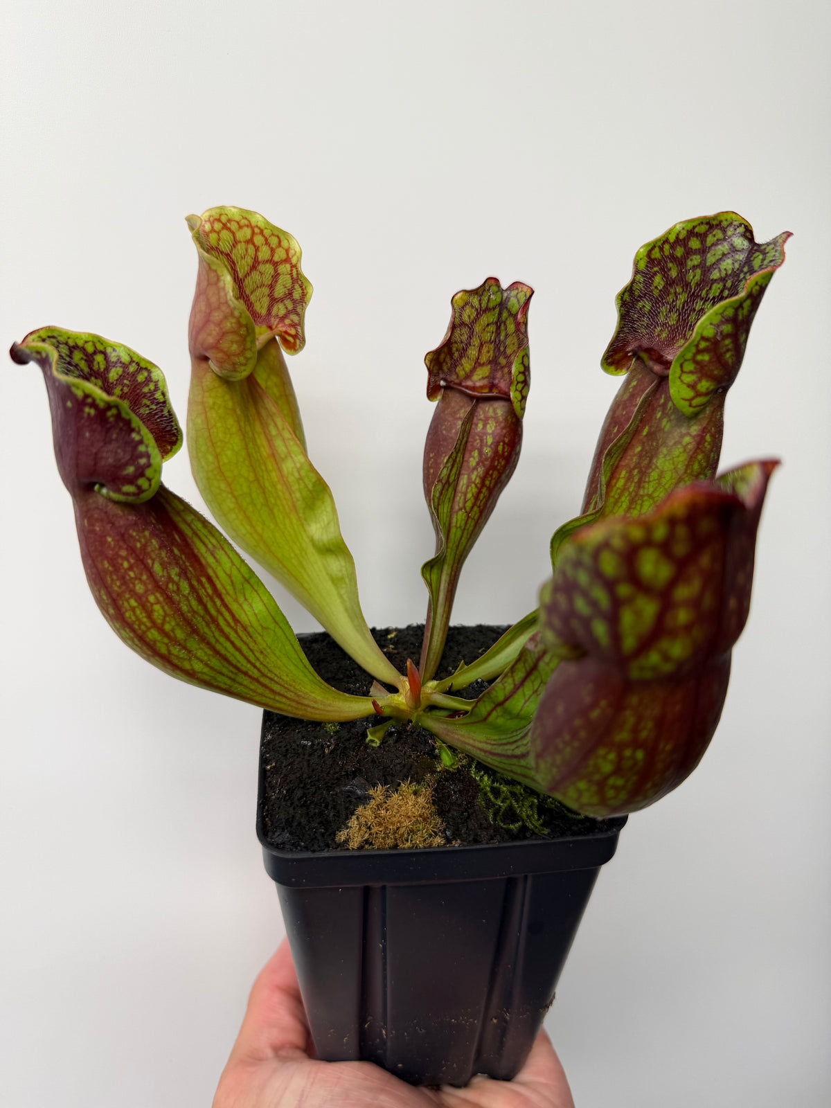 Sarracenia purpurea ssp. purpurea (Pike County, PA) - Seed Grown #11