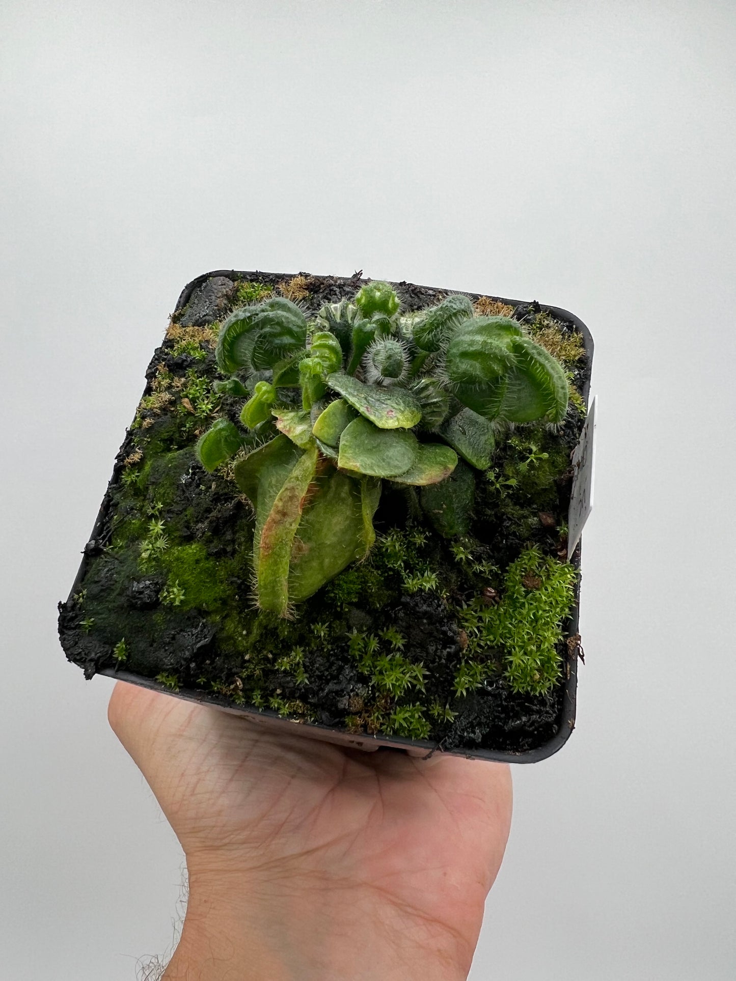 Cephalotus follicularis “UC Davis”