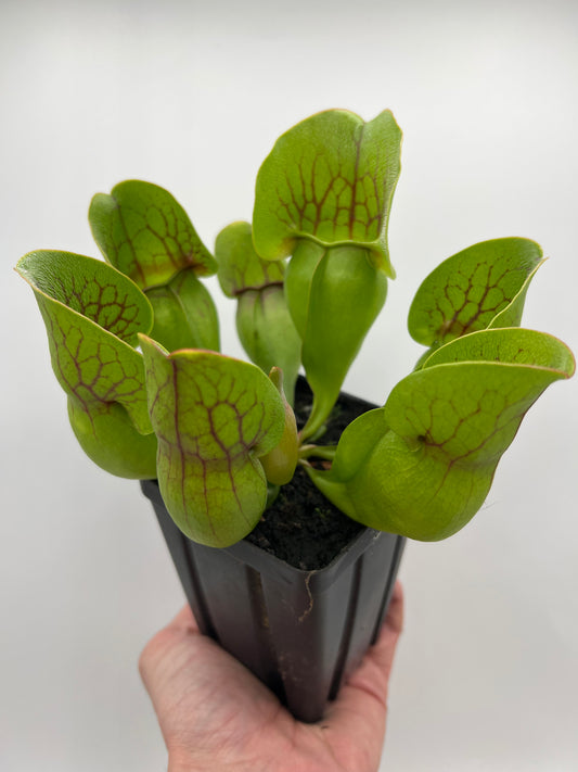 Sarracenia purpurea ssp. purpurea (Centre Co, PA) - Seed Grown #94