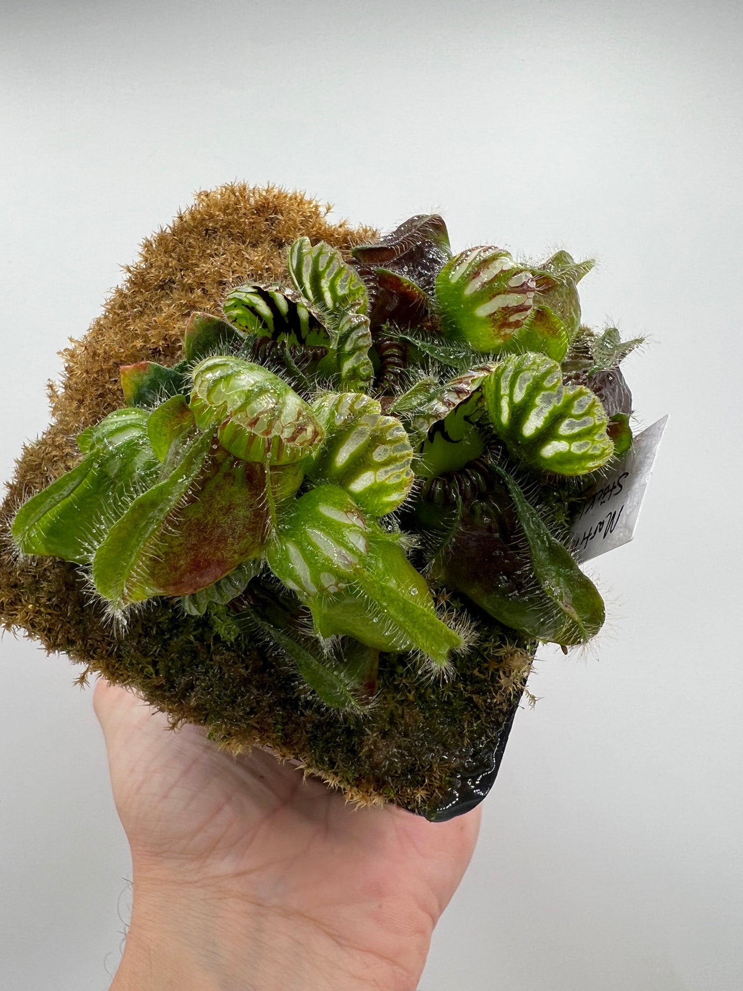 Cephalotus follicularis “Martin Stöckl”
