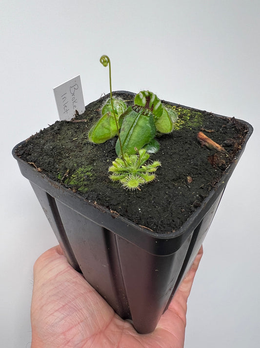 Cephalotus follicularis “Broke Inlet”