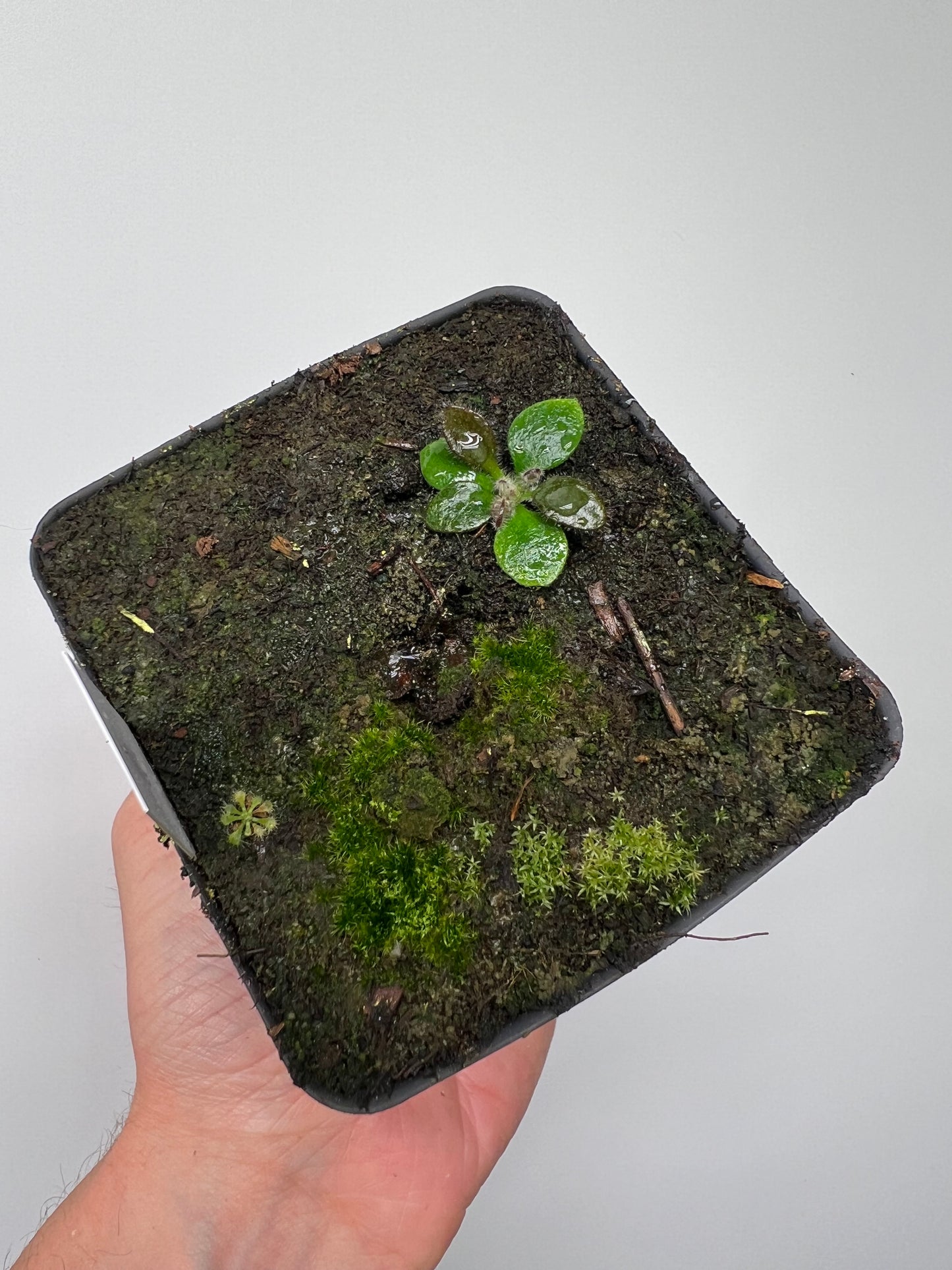 Cephalotus follicularis “Harald Weiner Giant” (aka True Giant) - *Rare*