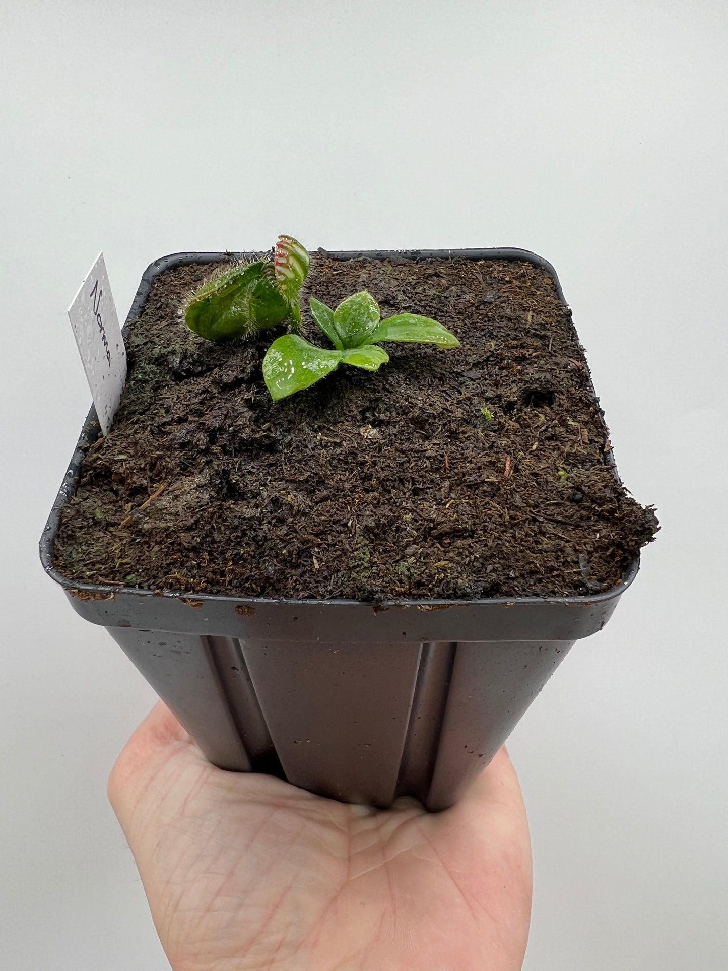 Cephalotus follicularis “Norma”