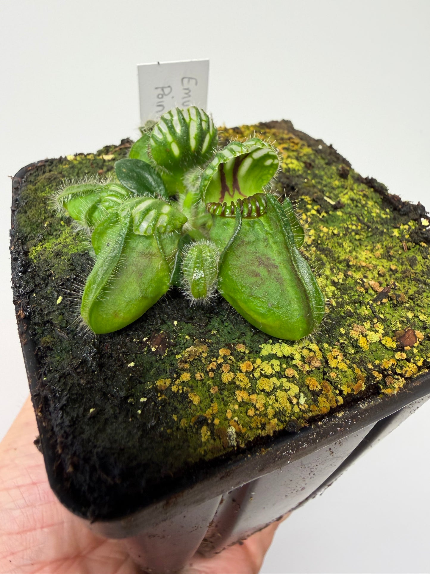 Cephalotus follicularis “Emu Pointe”