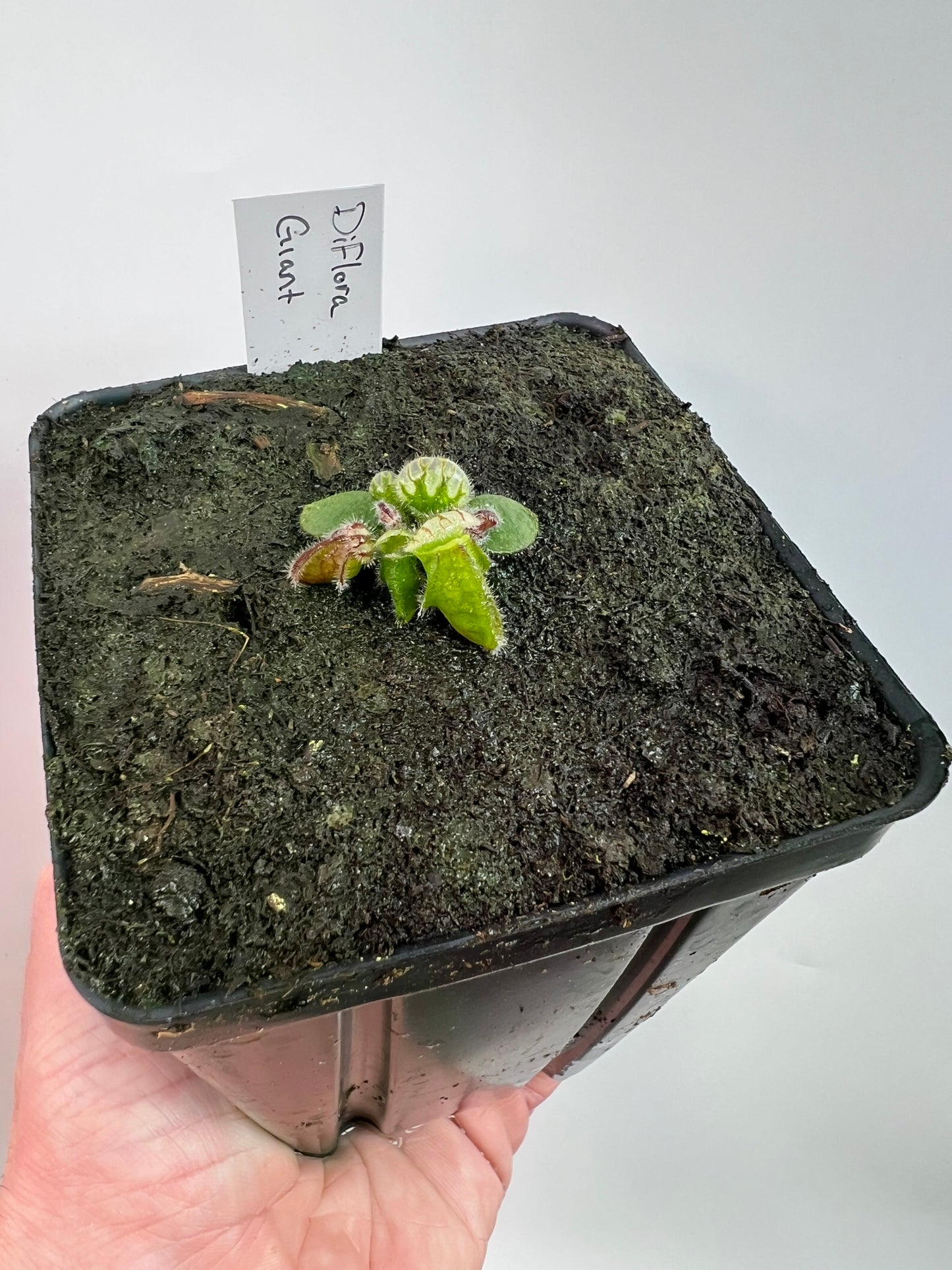 Cephalotus follicularis “Diflora giant” - *Rare*