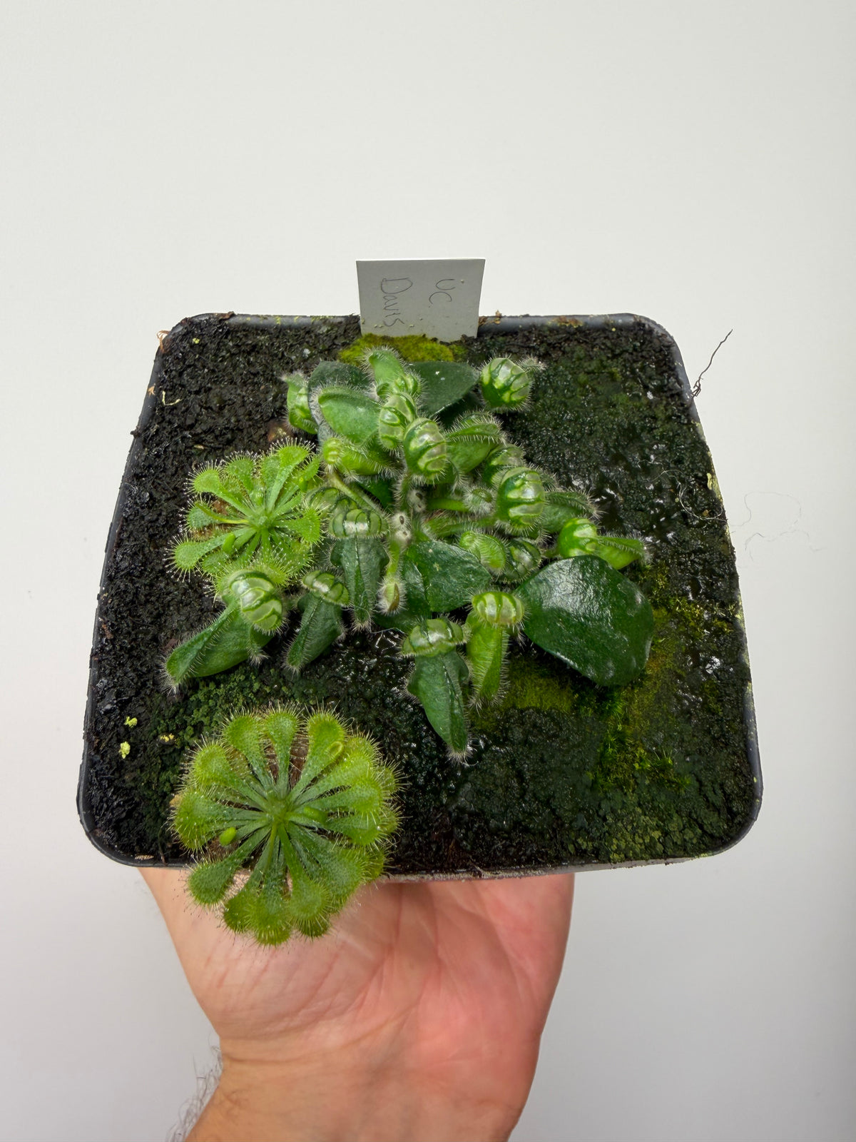 Cephalotus follicularis “UC Davis”