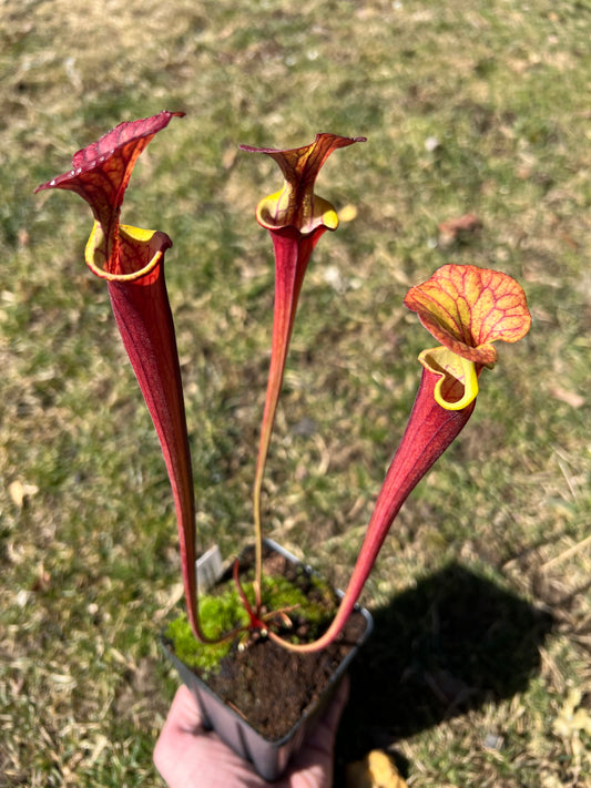 Sarracenia flava var. ornata (red tube) x “Supermax” - Seed Grown #1
