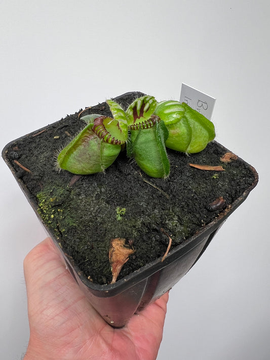 Cephalotus follicularis “Broke Inlet”