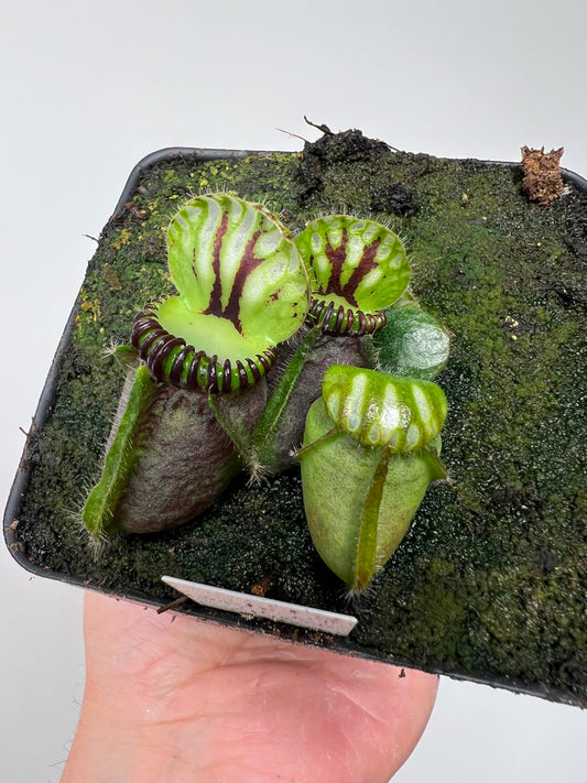 Cephalotus follicularis “Broke Inlet”