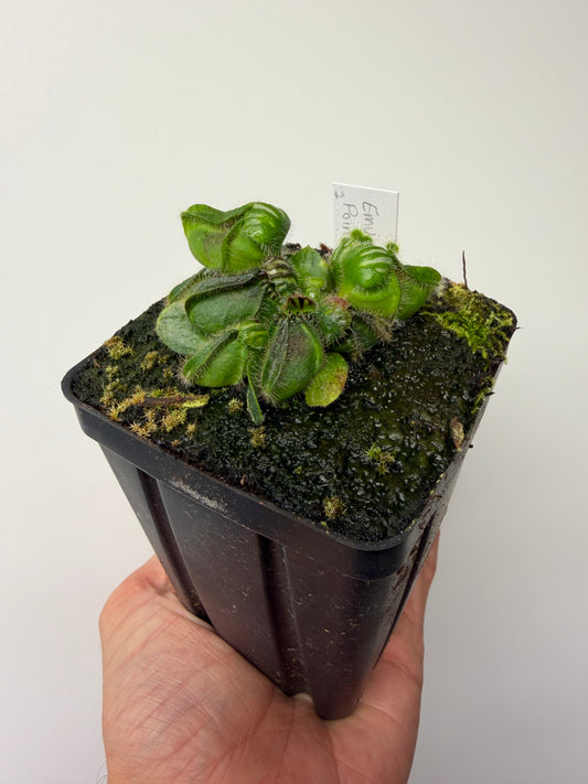 Cephalotus follicularis “Emu Pointe” #1