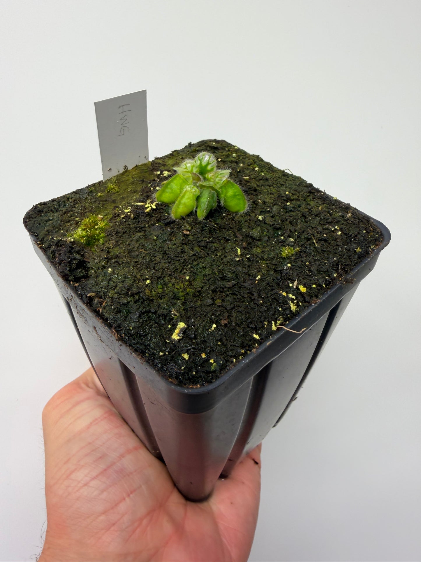 Cephalotus follicularis “Harald Weiner Giant” (aka True Giant) - *Rare*
