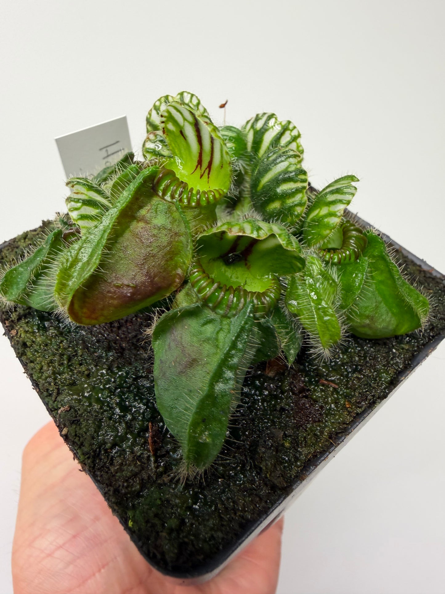 Cephalotus follicularis “Hampshire Red”