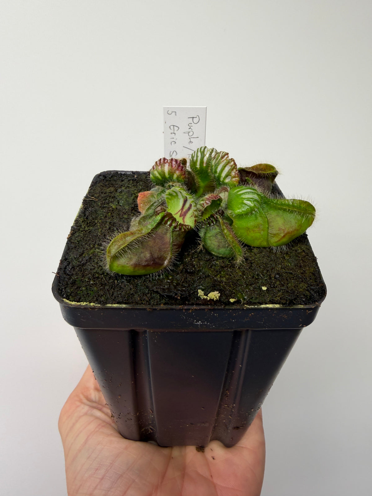 Cephalotus follicularis “Purple/Black” - Eric Smooth #5