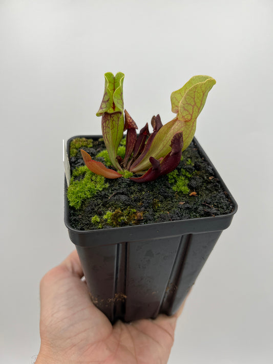Sarracenia purpurea ssp. venosa (Tattnall Co, GA) - Seed Grown