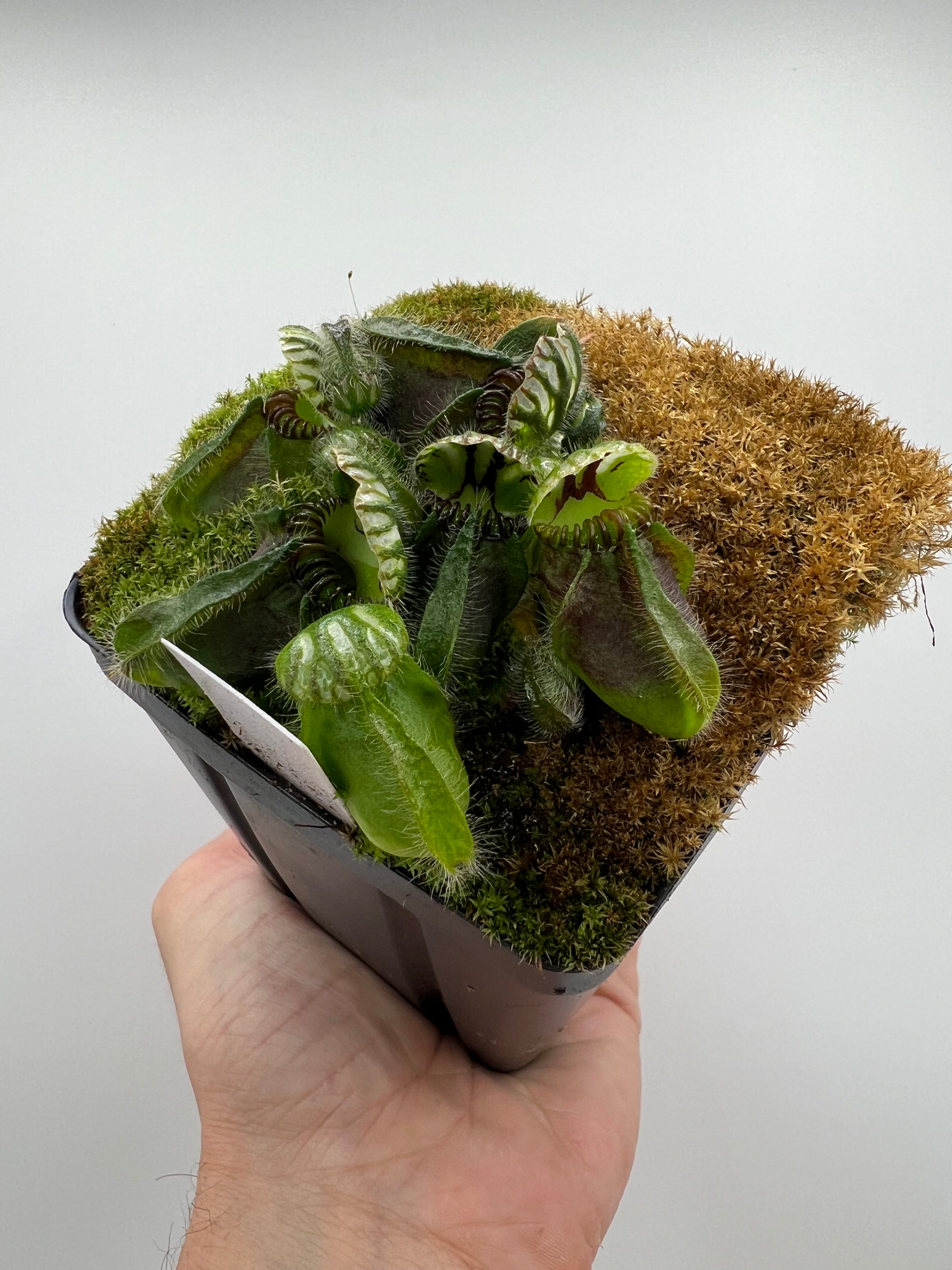 Cephalotus follicularis “Martin Stöckl” – Little Carnivores