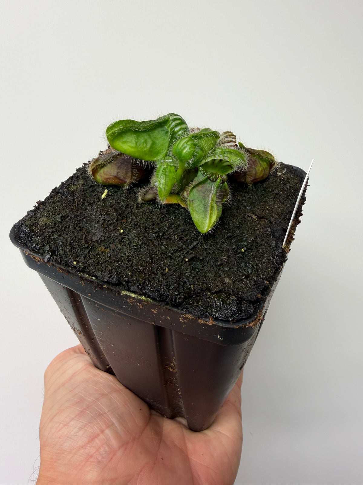 Cephalotus follicularis “Hampshire Red” #8