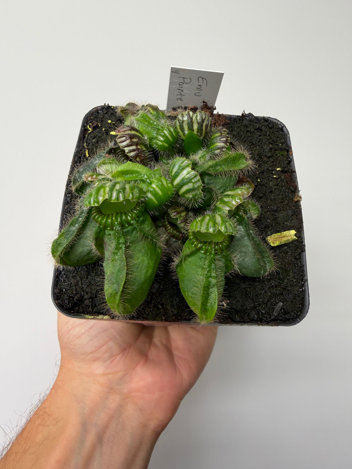 Cephalotus follicularis “Emu Pointe” #4