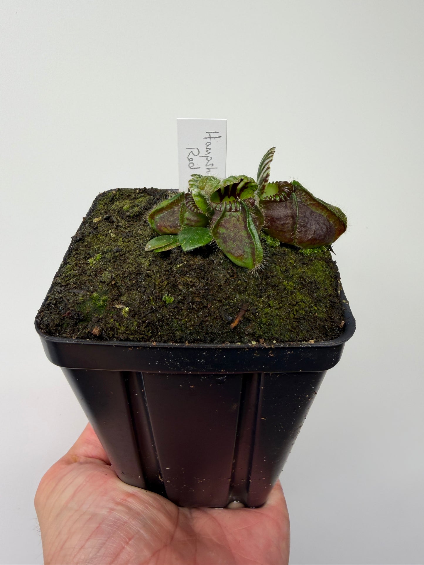 Cephalotus follicularis “Hampshire Red”