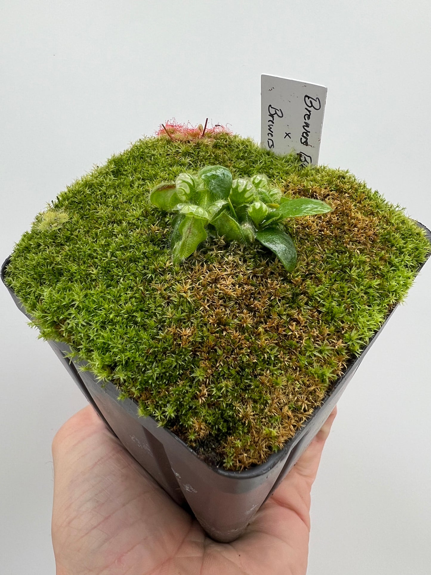 Cephalotus follicularis “Brewers Beauty” x “Brewers”