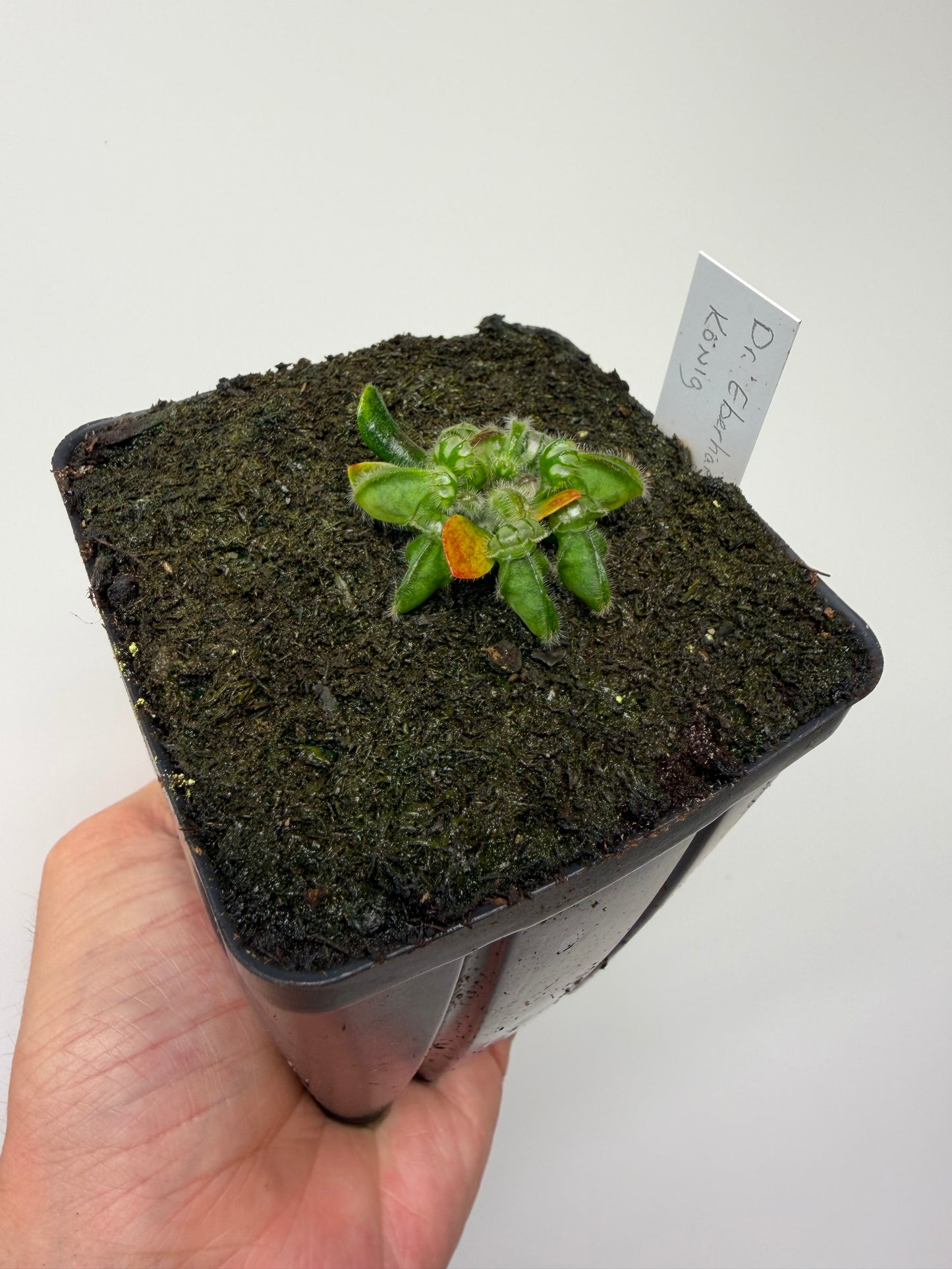 Cephalotus follicularis “Dr. Eberhard König”
