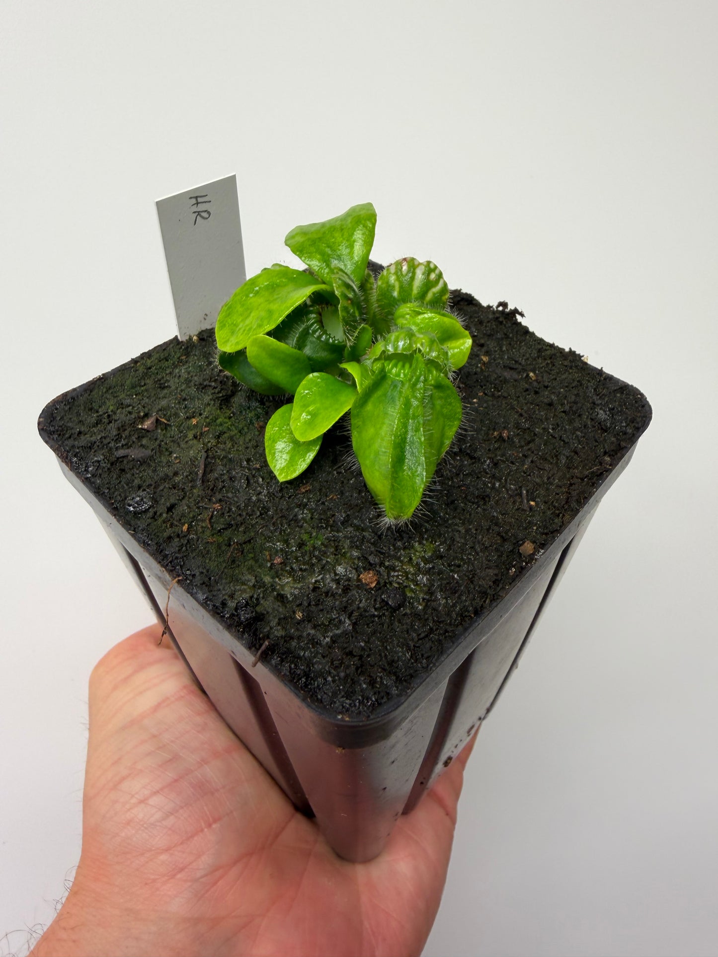 Cephalotus follicularis “Hampshire Red”