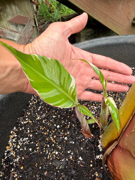 Musa florida - Rare White Variegated Banana (not from TC)
