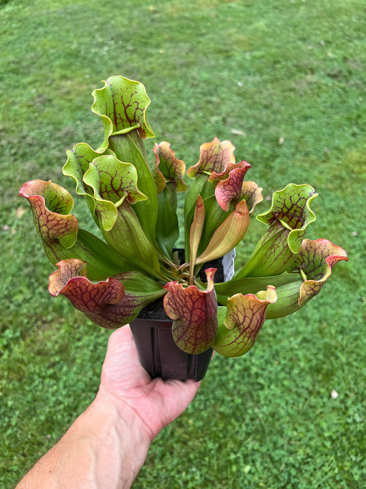 Sarracenia purpurea ssp. purpurea (Norfolk Co, MA) x (Bruce Co, Ontario Canada) - Seed Grown #19