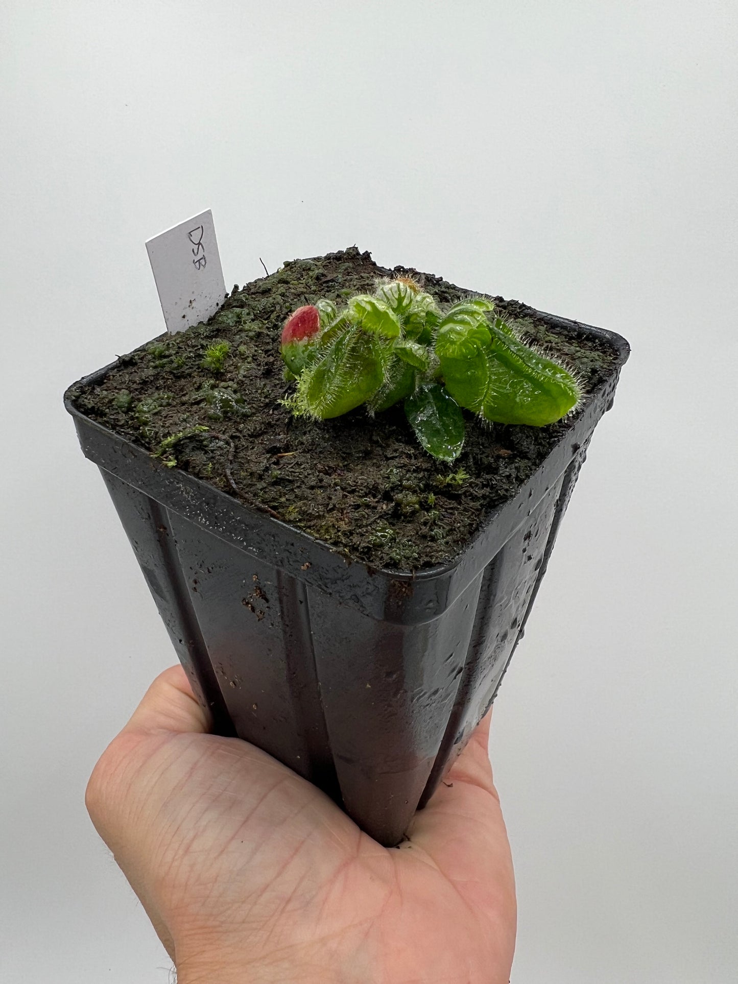 Cephalotus follicularis “David Švarc Black”