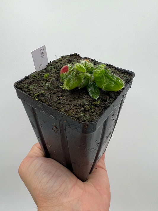 Cephalotus follicularis “David Švarc Black”
