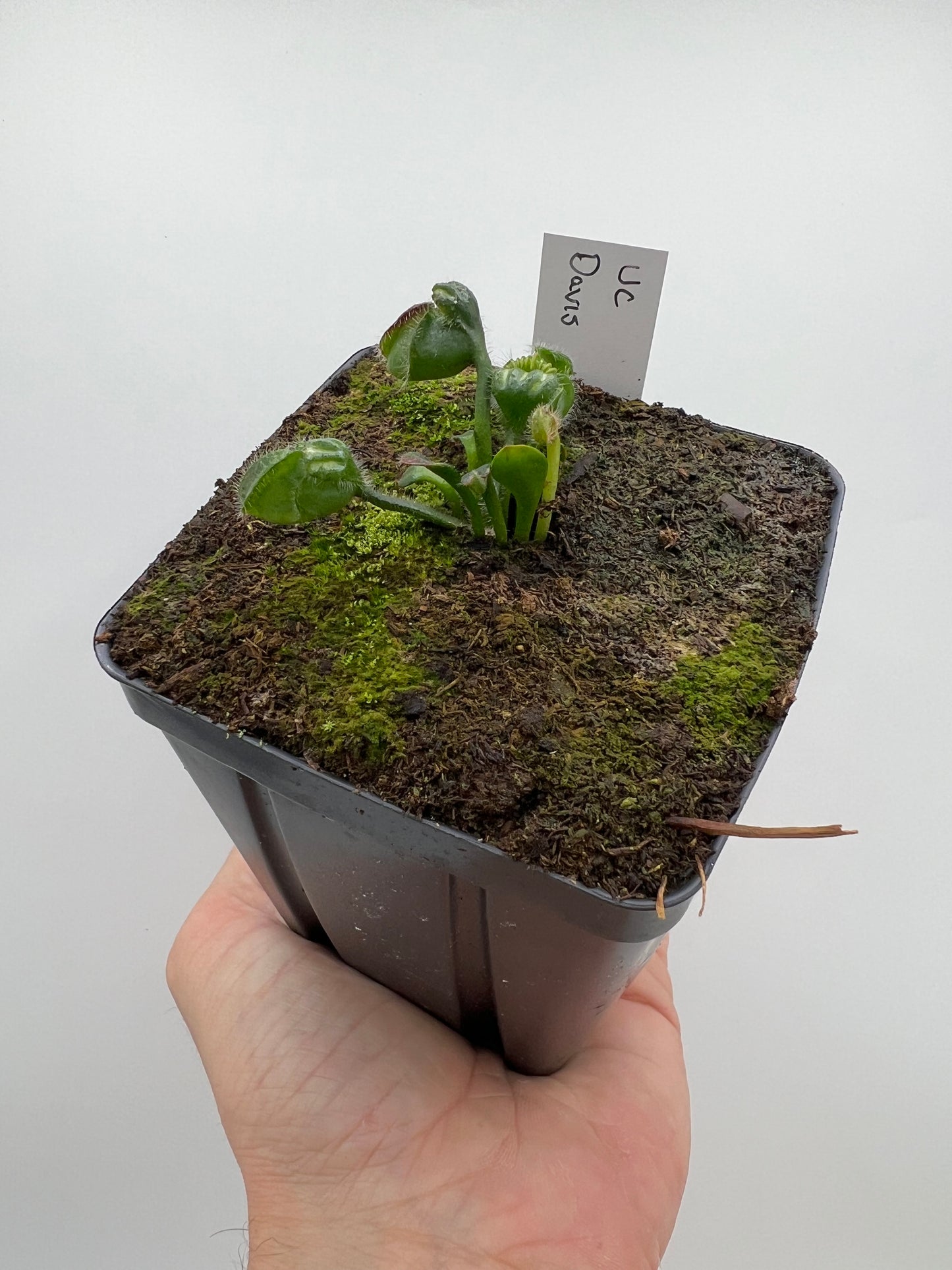 Cephalotus follicularis “UC Davis”