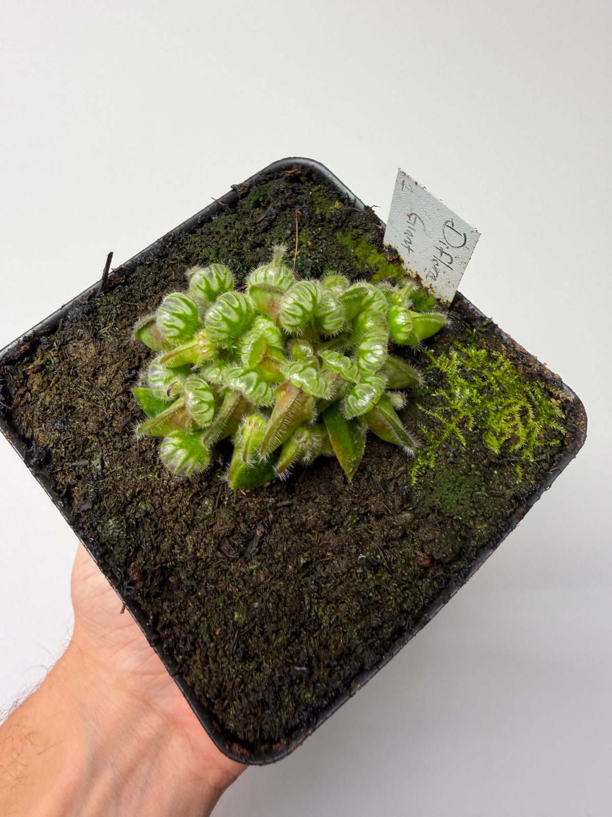 Cephalotus follicularis “Diflora giant” #1 - *Rare*