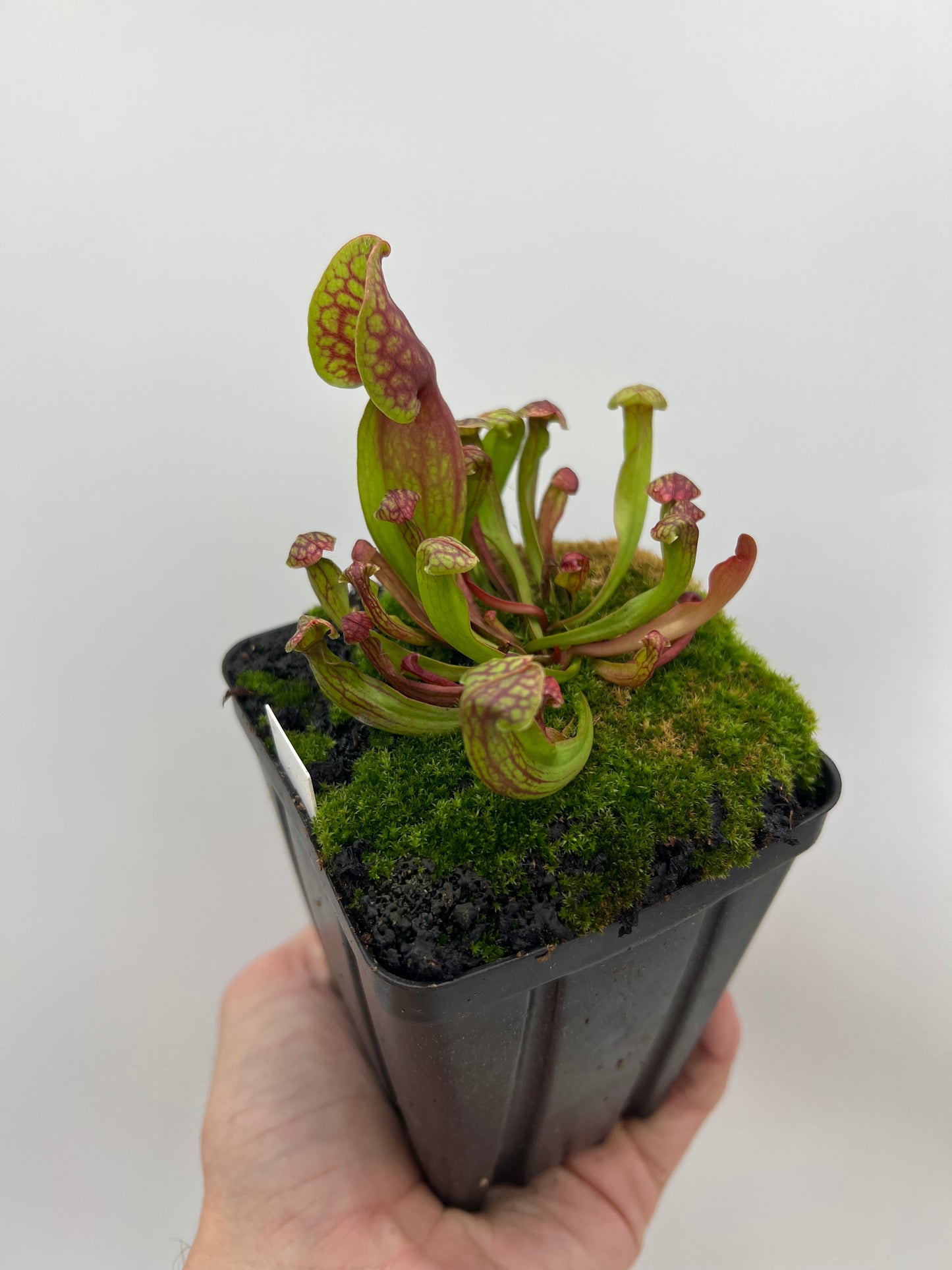 Sarracenia purpurea ssp. purpurea (Centre Co, PA) - Seed Grown