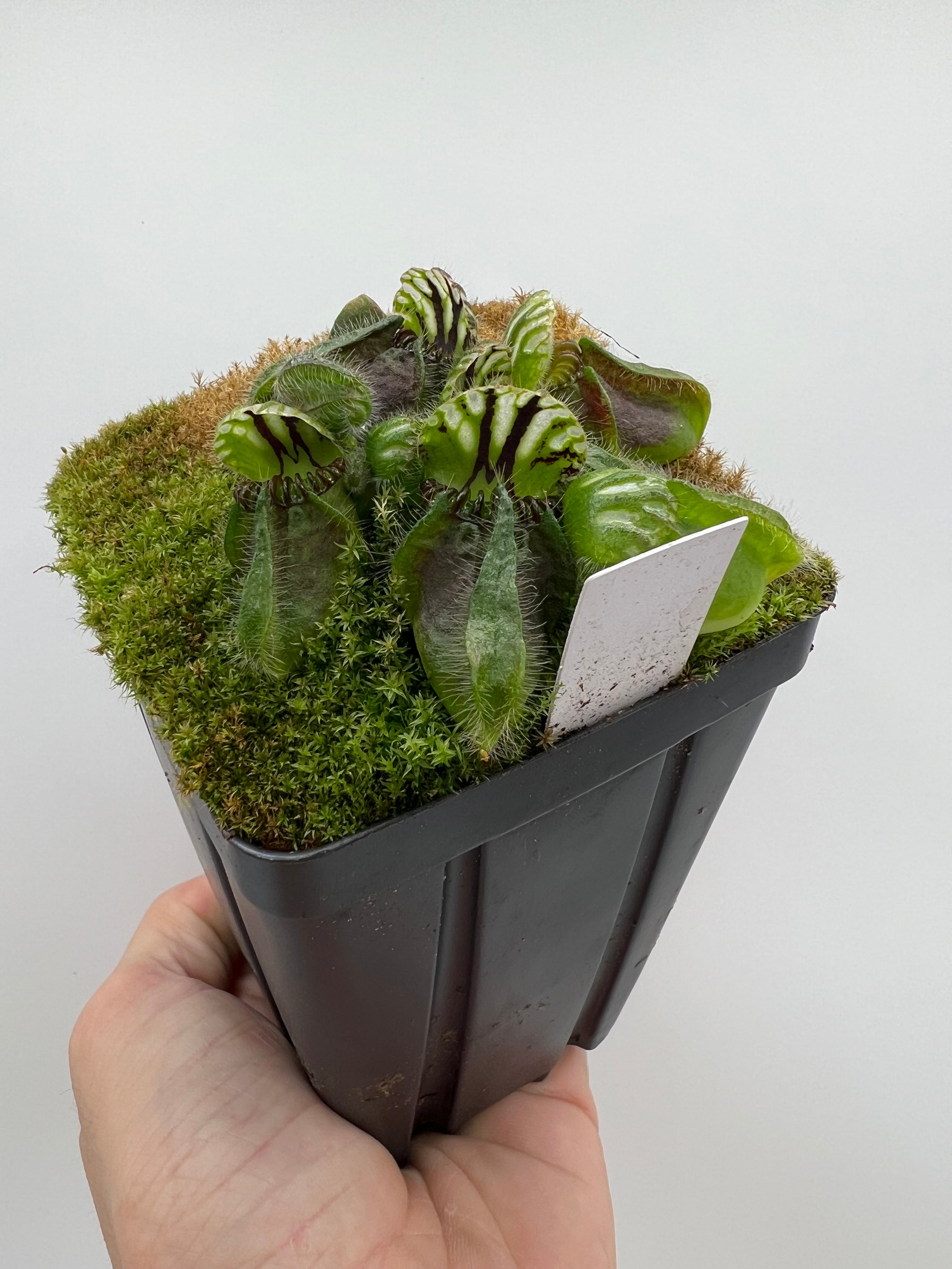 Cephalotus follicularis “Martin Stöckl” – Little Carnivores