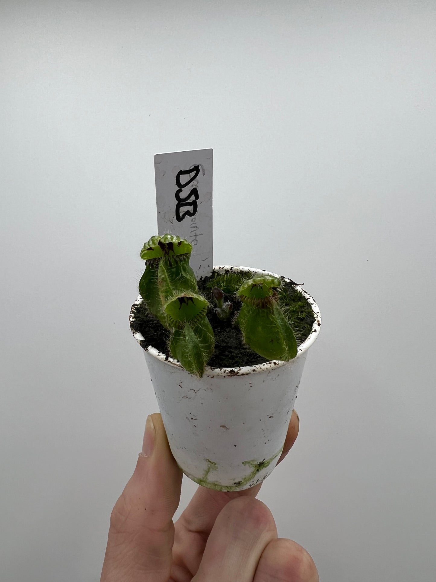 Cephalotus follicularis “David Švarc Black”