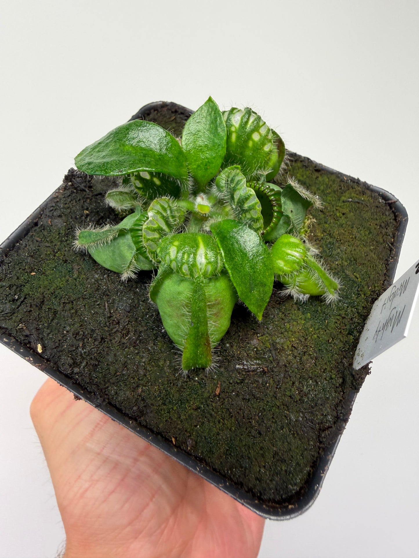 Cephalotus follicularis “Mighty Midget” - *Rare* (2)