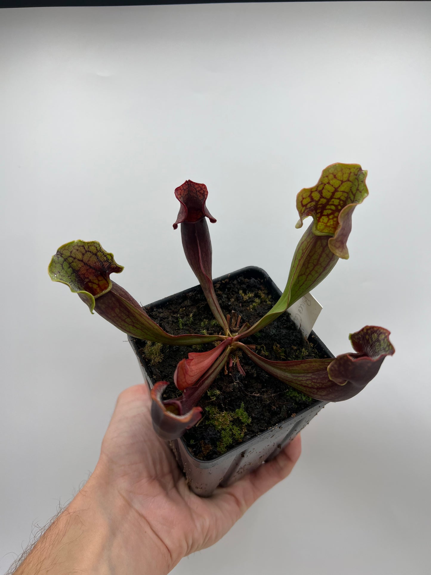 Sarracenia purpurea ssp. purpurea (Bruce Co, Ontario Canada) [Marl Bog] - Seed Grown