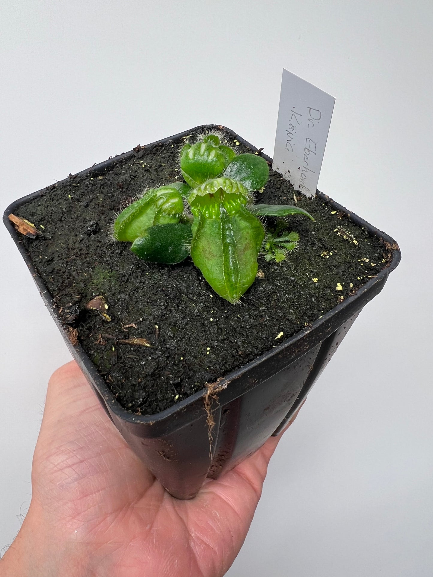 Cephalotus follicularis “Dr. Eberhard König”