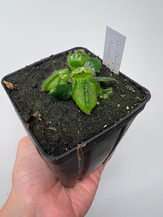Cephalotus follicularis “Dr. Eberhard König”