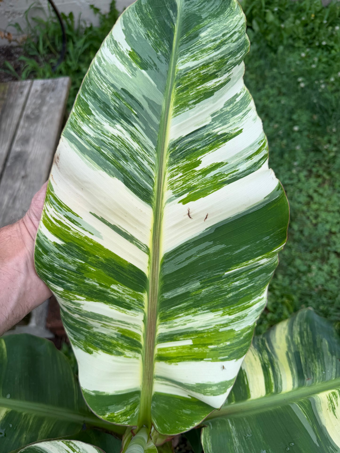 Musa ‘Little Prince’ Variegated - *Extremely Rare* - Dwarf Banana