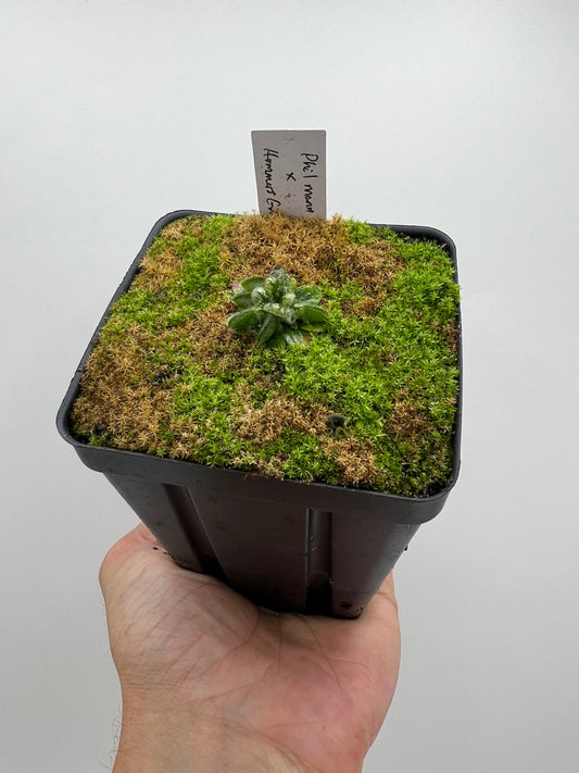 Cephalotus follicularis “Phil Mann” x “Hummers Giant”