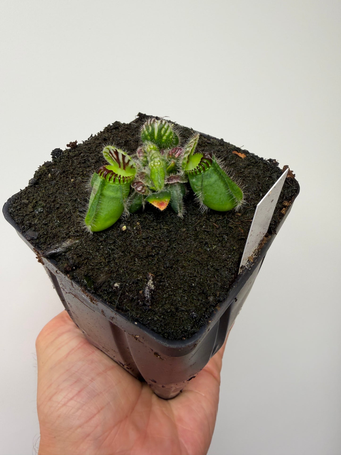 Cephalotus follicularis ‘Eden Black’ - *Rare* (5)