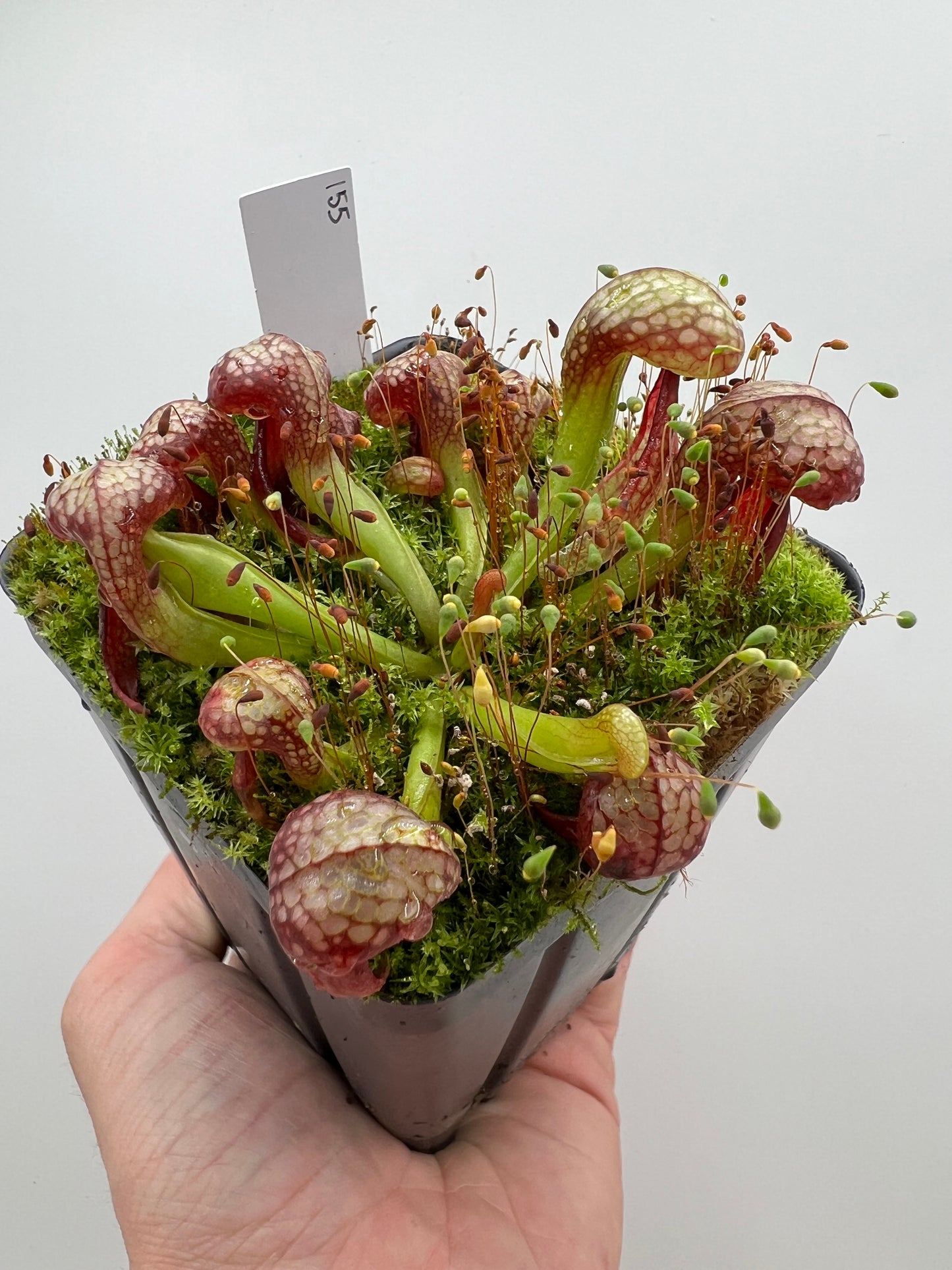 Darlingtonia californica (Cobra Pitcher Plant) - Seed Grown #155
