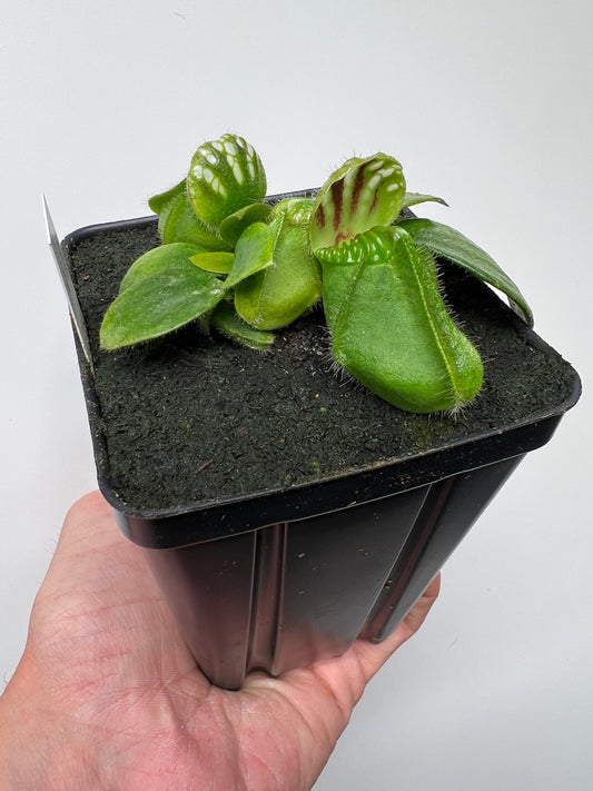 Cephalotus follicularis “Czech Giant”