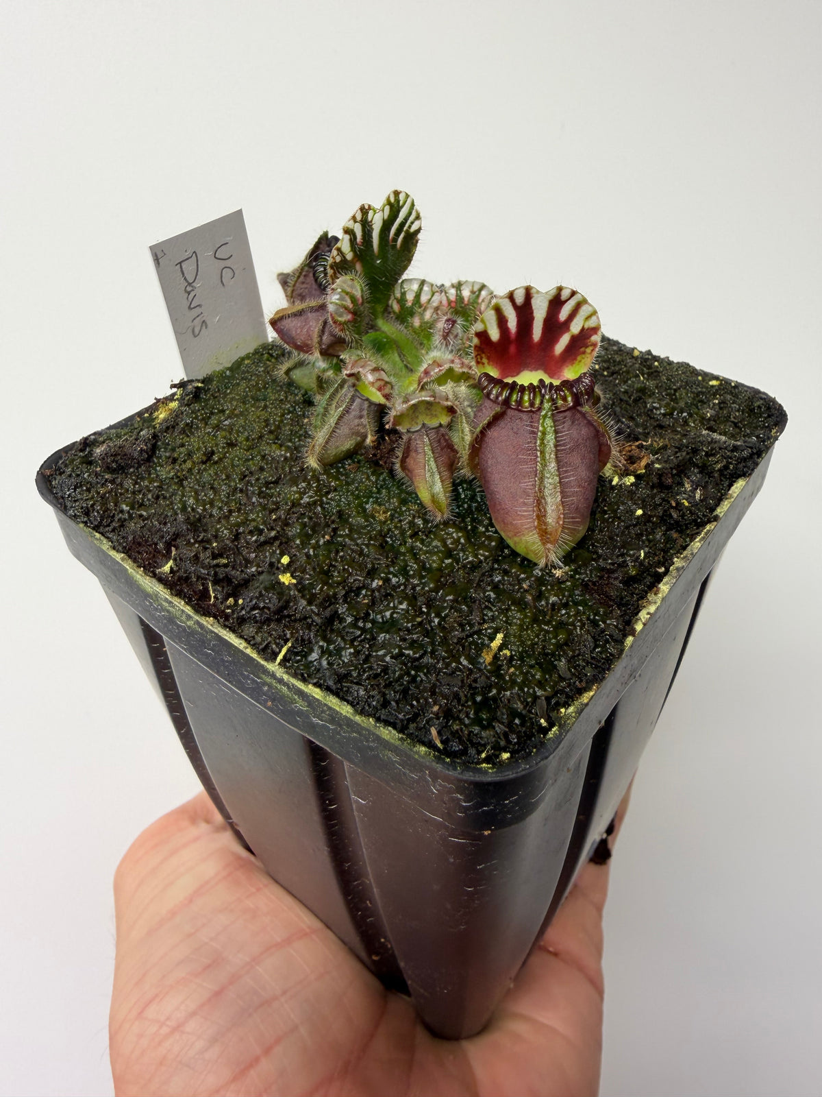 Cephalotus follicularis “UC Davis” #1