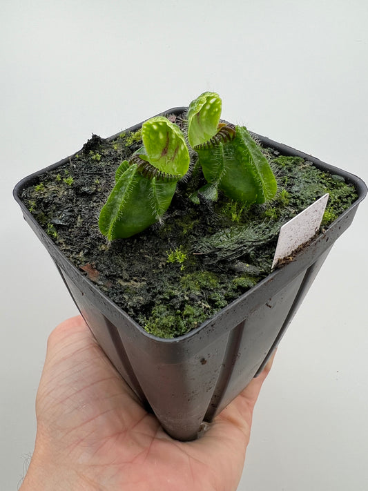 Cephalotus follicularis “Vigorous Clumping” - Stephen Morley