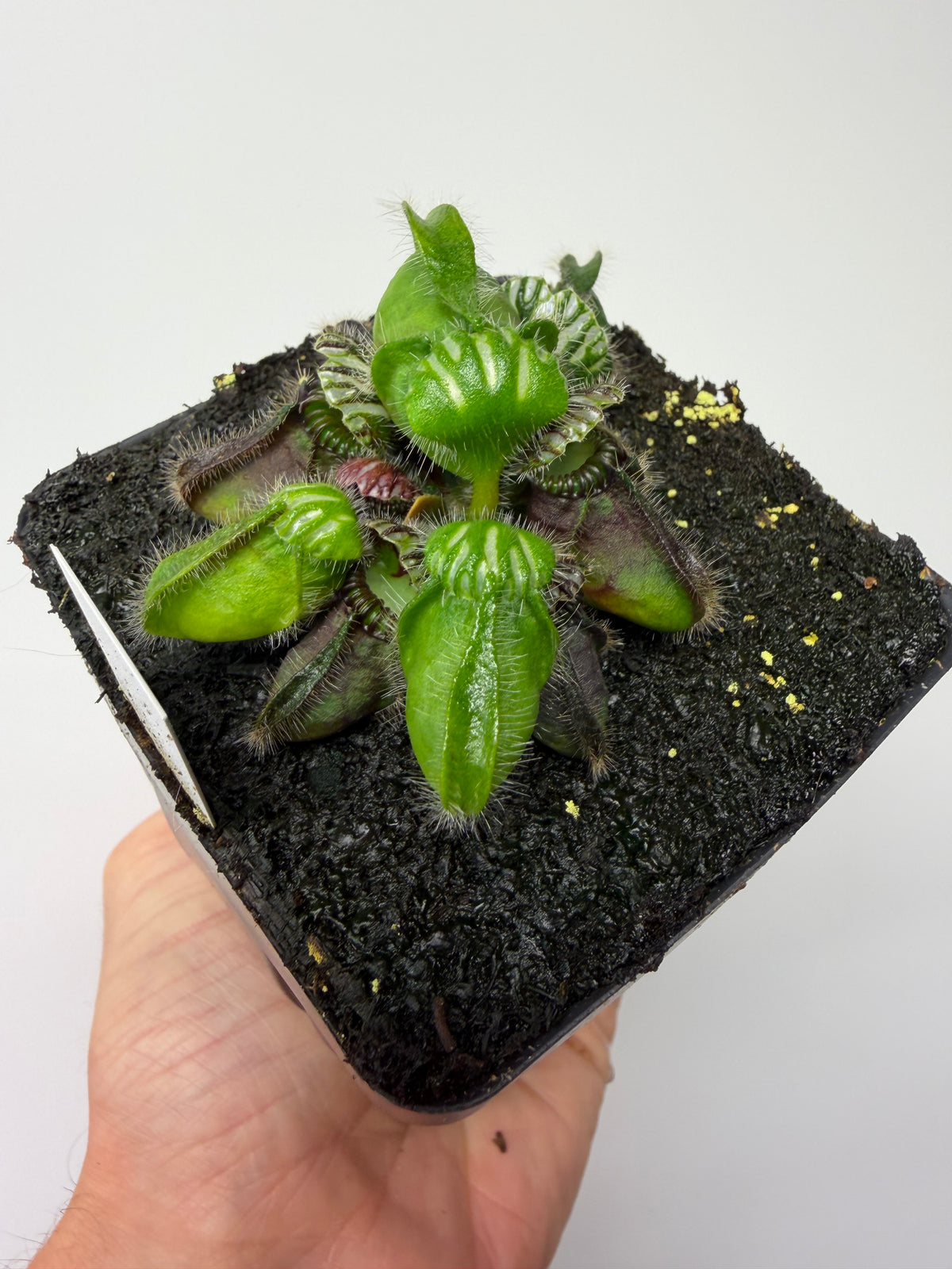 Cephalotus follicularis “Hampshire Red” #6