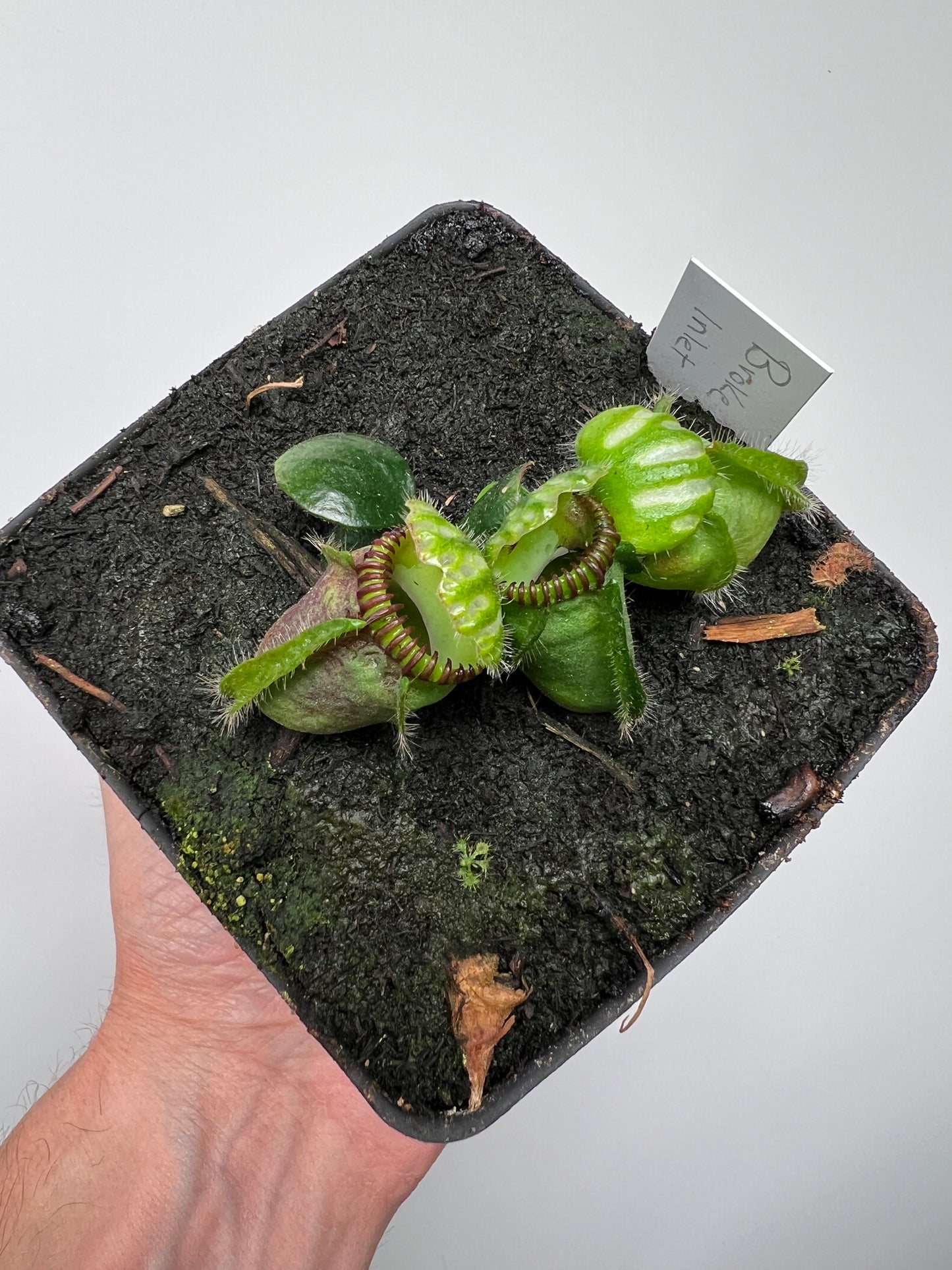 Cephalotus follicularis “Broke Inlet”